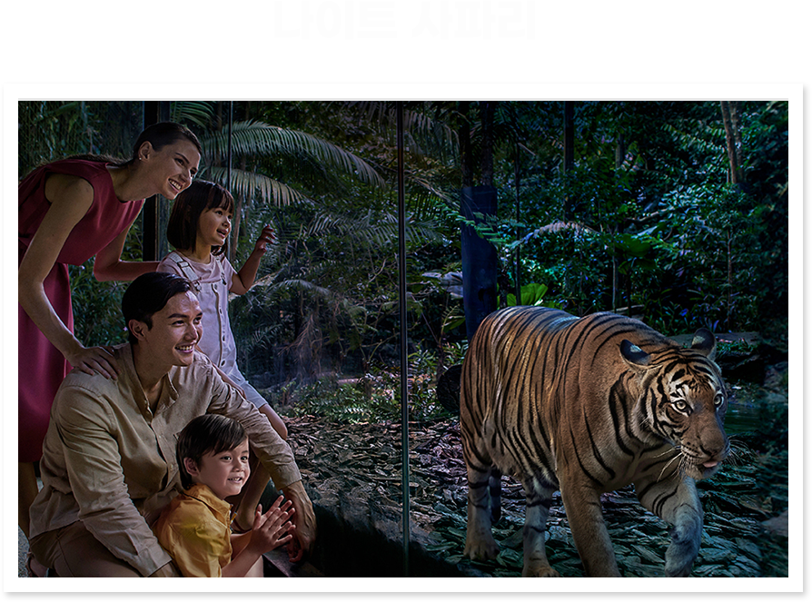 나이트 사파리