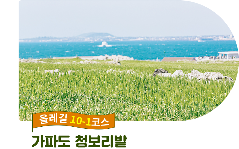 올레길 10-1코스 가파도 청보리밭