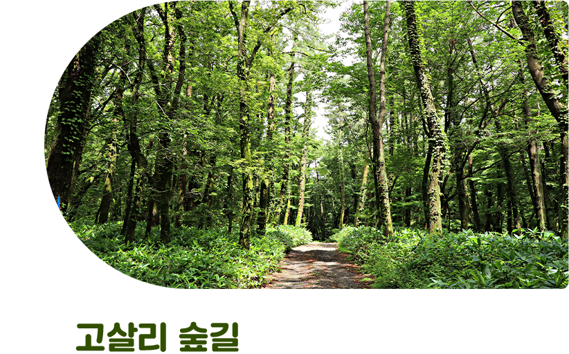 고살리 숲길